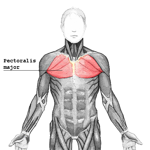 Pectoralis major.png